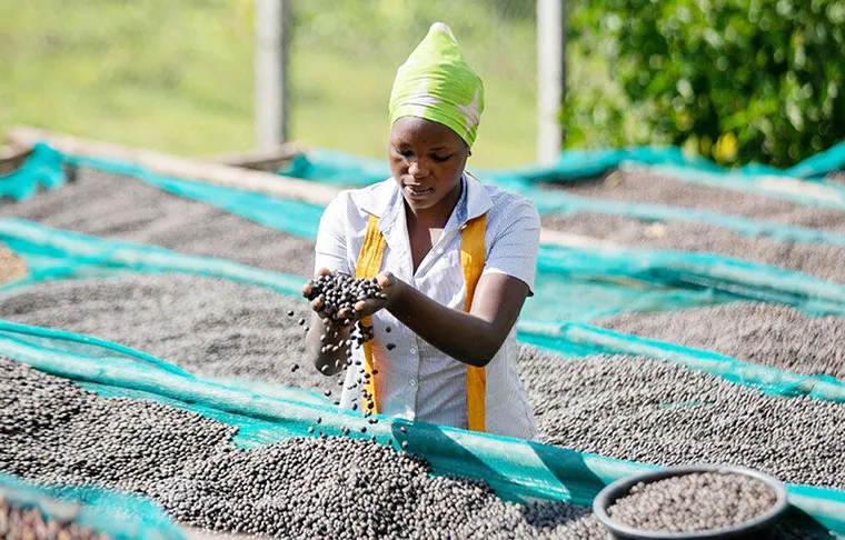 Export Produce